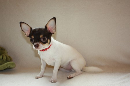 Vanilka Chocolate Princess Judy's Lovely Dogs